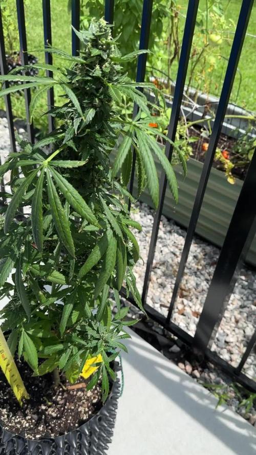 Dosidos And Away We Go!