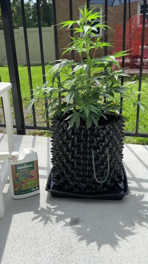 2nd Time Around "I WANT CANDY!"