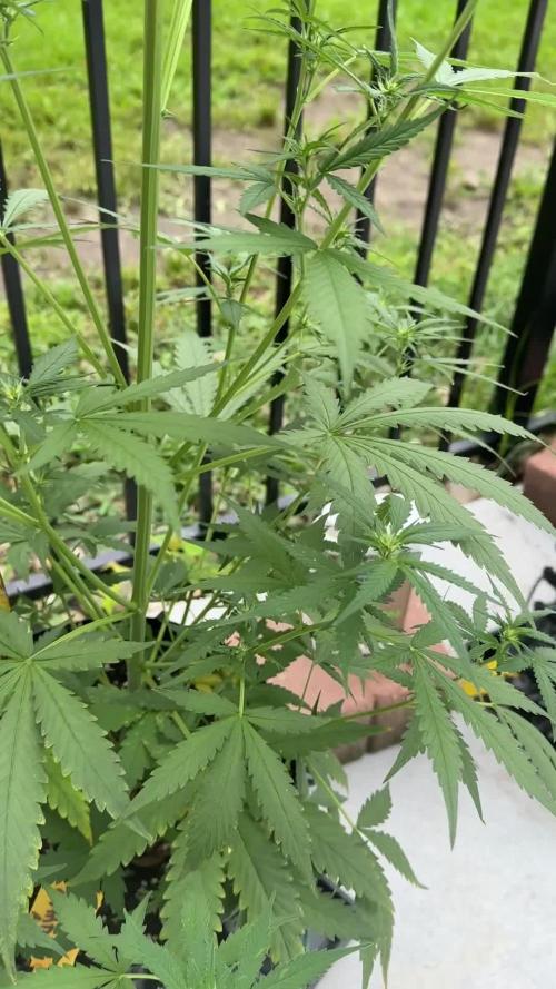 2nd Time Around "I WANT CANDY!"