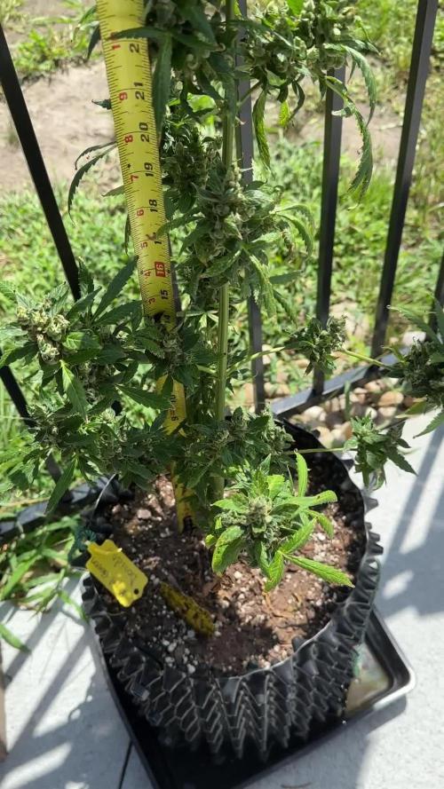 Dosidos And Away We Go!