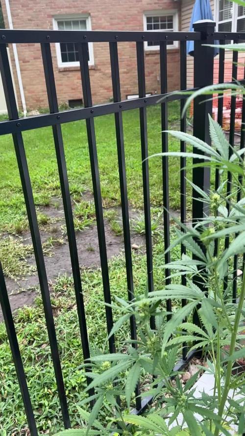 2nd Time Around "I WANT CANDY!"