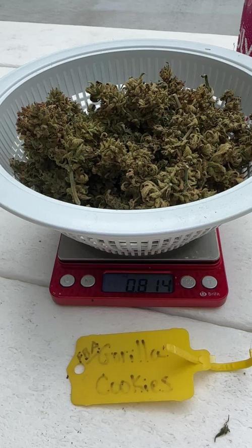 FBA Gorilla Cookies