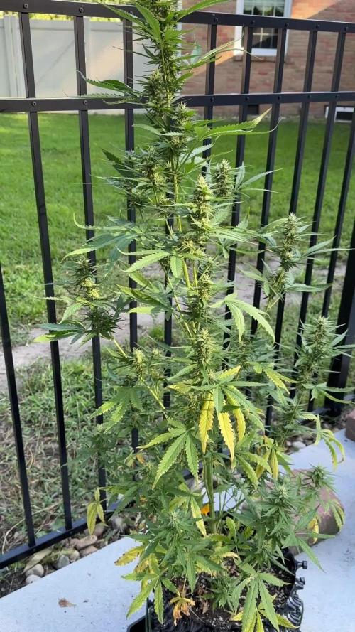 2nd Time Around "I WANT CANDY!"