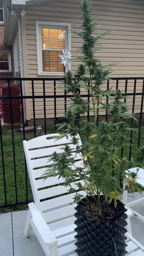 2nd Time Around "I WANT CANDY!"