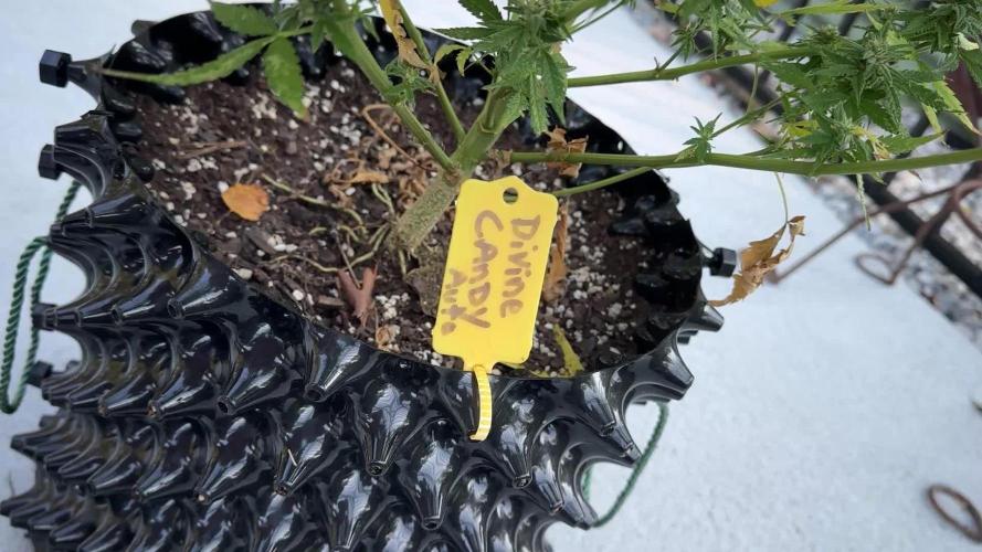 2nd Time Around "I WANT CANDY!"