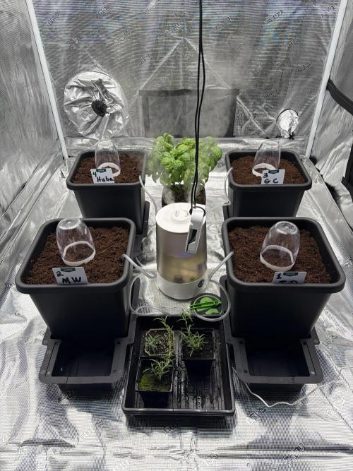 Auto pot run #1. Week 0 - Jour #3 je leurs ait mis des verre en plastique pour gérer l’humidité. 