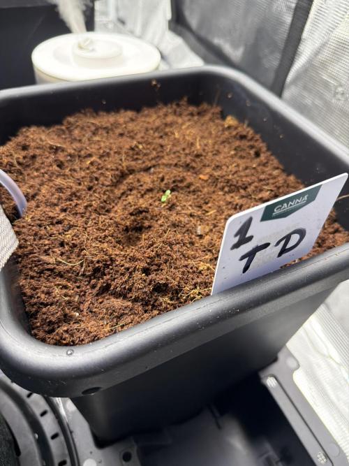 Auto pot run #1. Week 0 - Jour #4