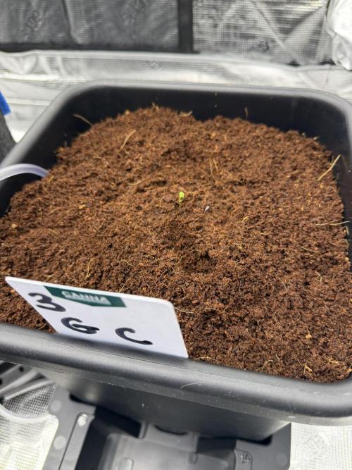 Auto pot run #1. Week 0 - Jour #4