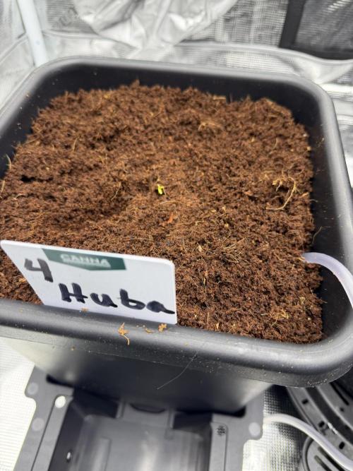 Auto pot run #1. Week 0 - Jour #4