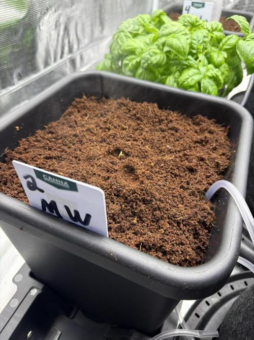 Auto pot run #1. Week 0 - Jour #4