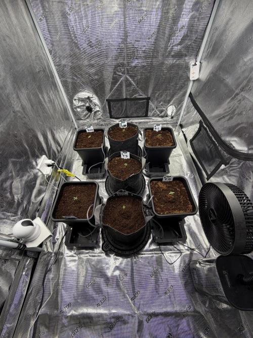 Auto pot run #1. Week 1 -  ils ont un peu stretcher, j'ai fait un petit monticule autour. 