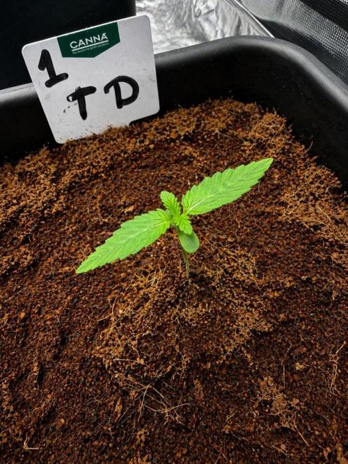 Auto pot run #1. Week 1