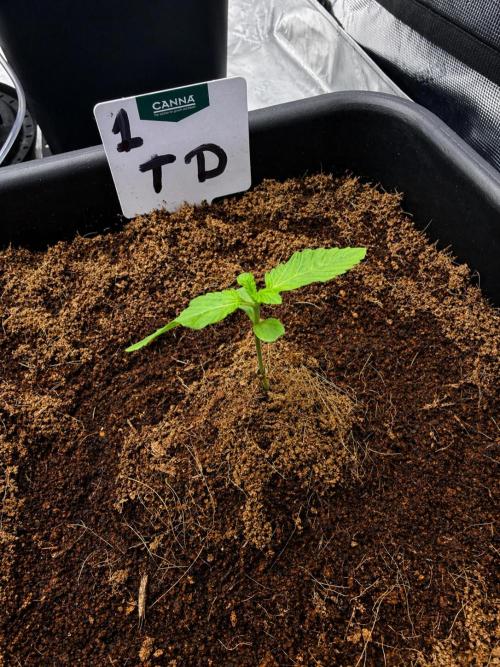 Auto pot run #1. Week 1