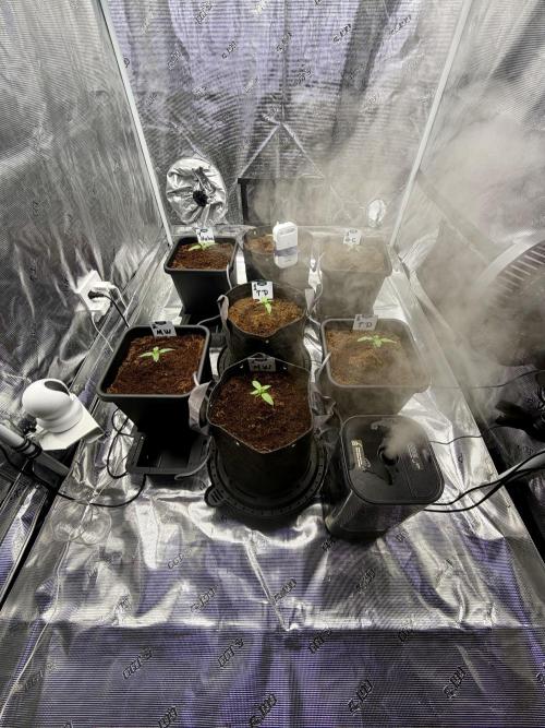 Auto pot run #1. Week 1
