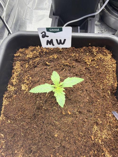 Auto pot run #1. Week 1