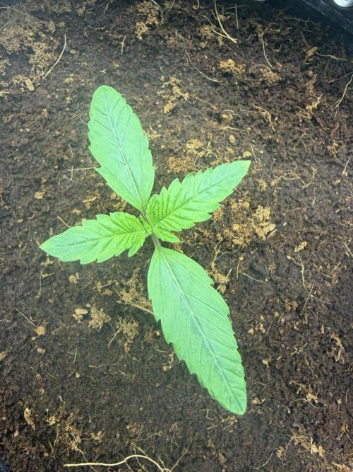 Auto pot run #1. Week 1