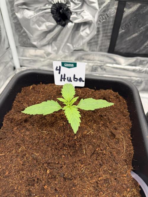 Auto pot run #1. Week 1