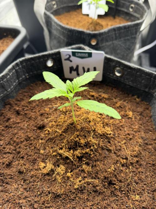 Auto pot run #1. Week 1