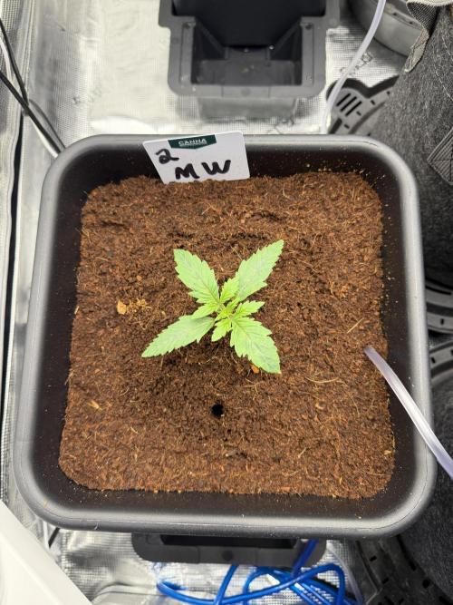 Auto pot run #1. Week 1