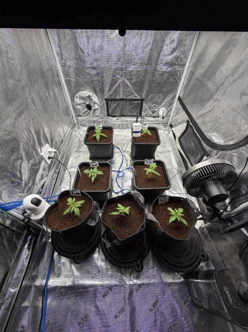 Auto pot run #1. Week 2