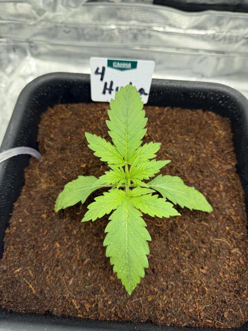 Auto pot run #1. Week 2