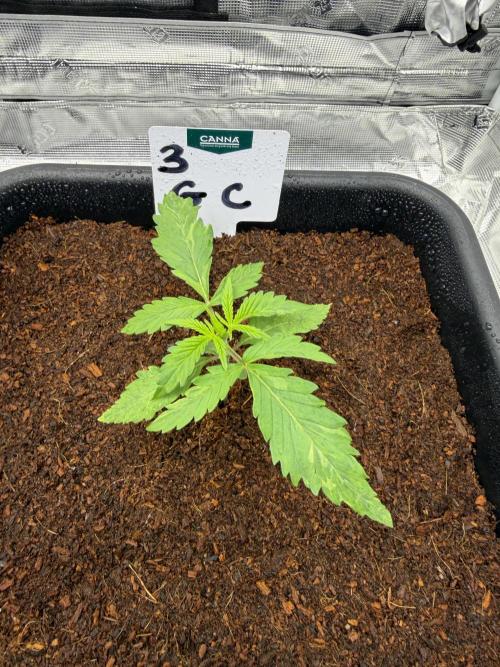 Auto pot run #1. Week 2