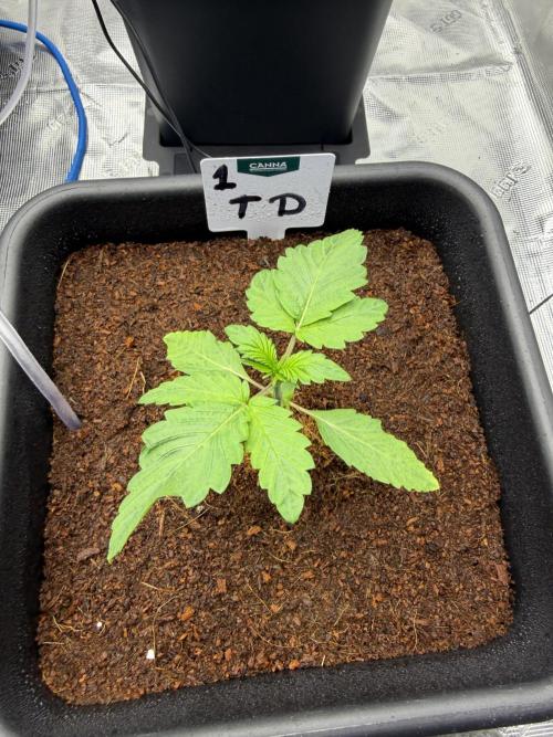 Auto pot run #1. Week 2