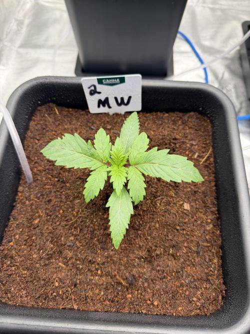 Auto pot run #1. Week 2