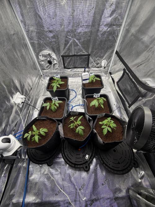 Auto pot run #1. Week 3