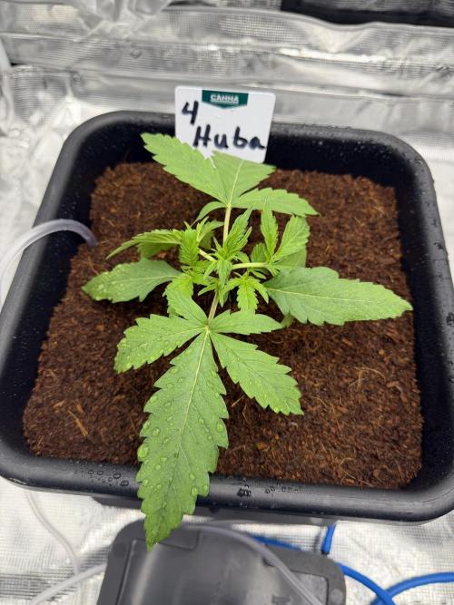Auto pot run #1. Week 3
