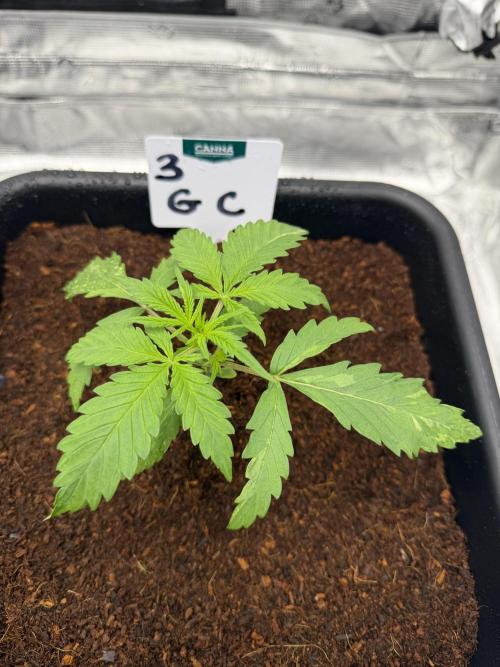 Auto pot run #1. Week 3