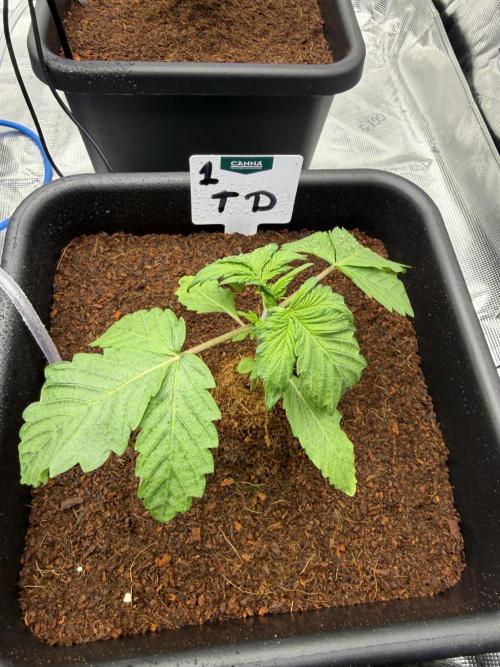 Auto pot run #1. Week 3