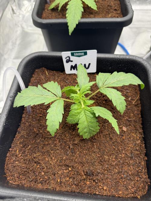 Auto pot run #1. Week 3