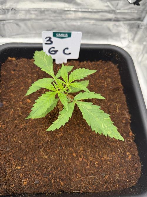 Auto pot run #1. Week 3
