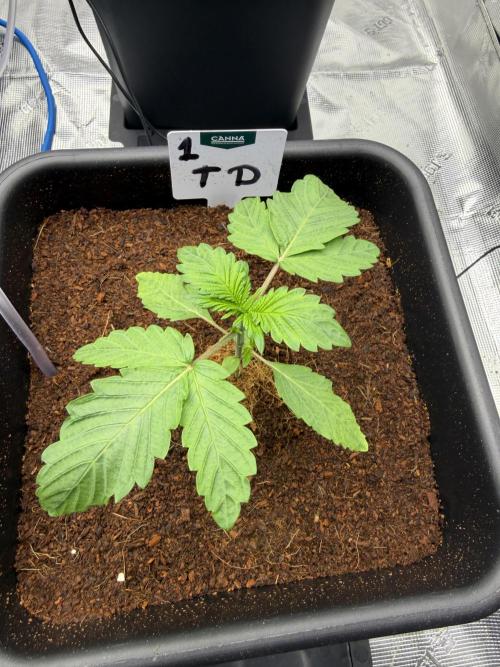 Auto pot run #1. Week 3