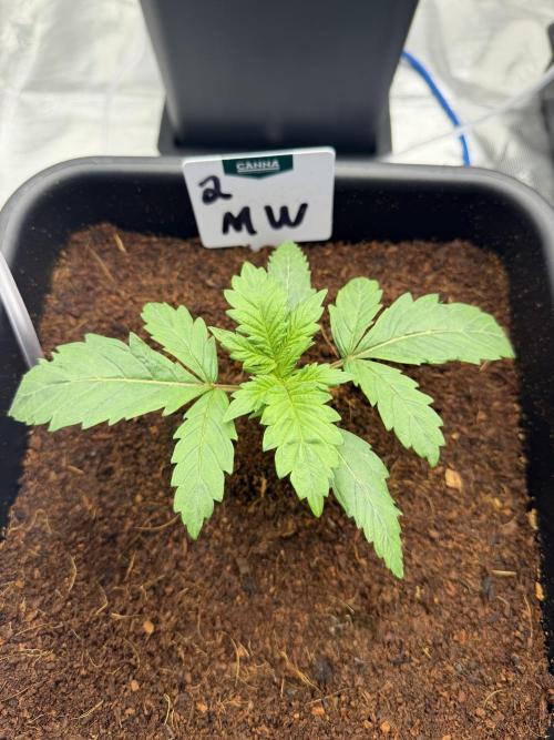 Auto pot run #1. Week 3