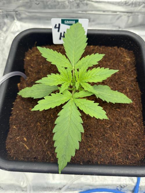 Auto pot run #1. Week 3