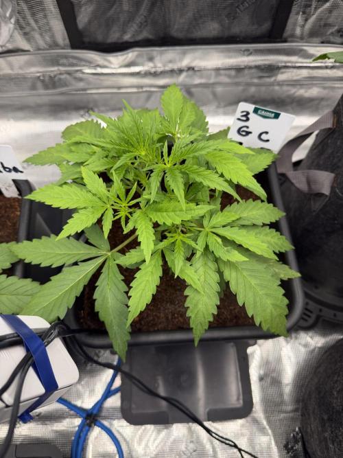 Auto pot run #1. Week 3