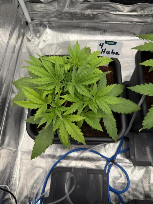 Auto pot run #1. Week 3