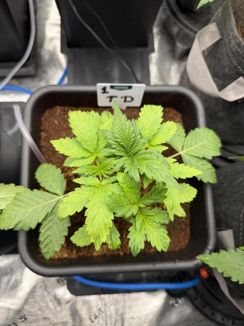 Auto pot run #1. Week 3