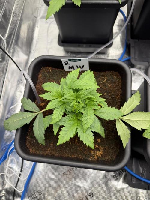 Auto pot run #1. Week 3