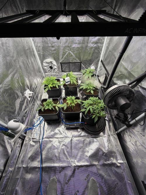 Auto pot run #1. Week 3