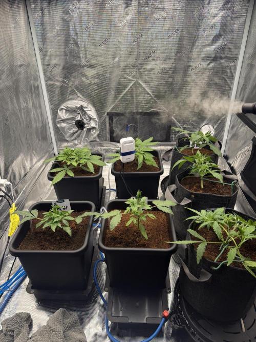 Auto pot run #1. Week 3
