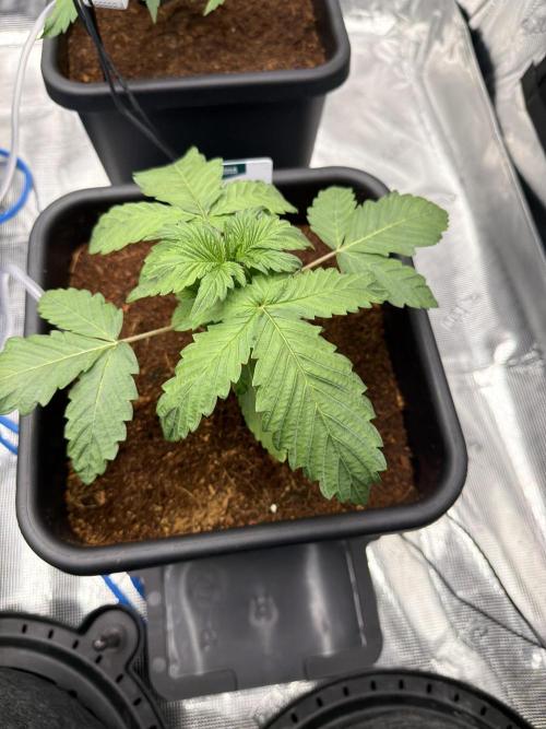 Auto pot run #1. Week 3