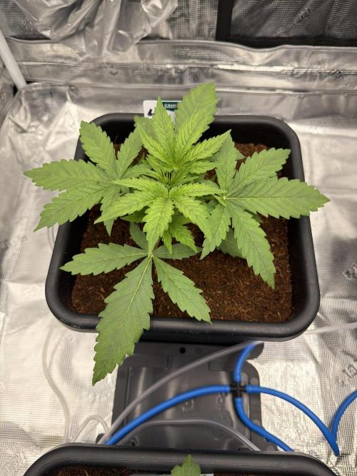 Auto pot run #1. Week 3