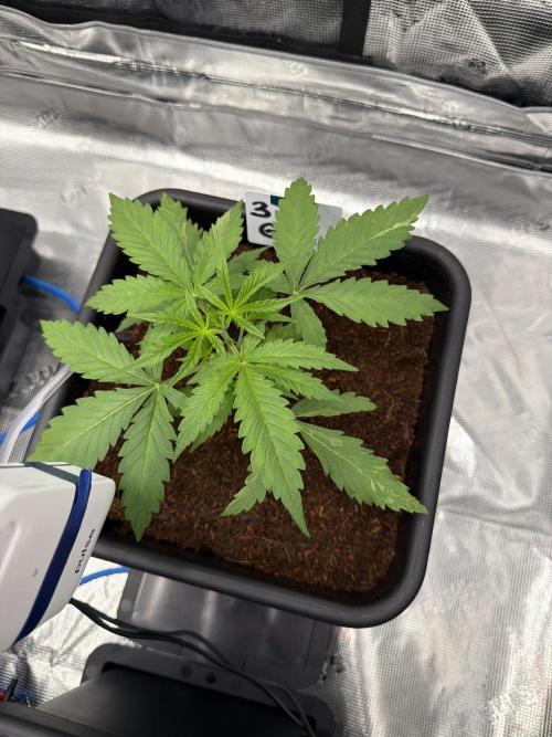 Auto pot run #1. Week 3