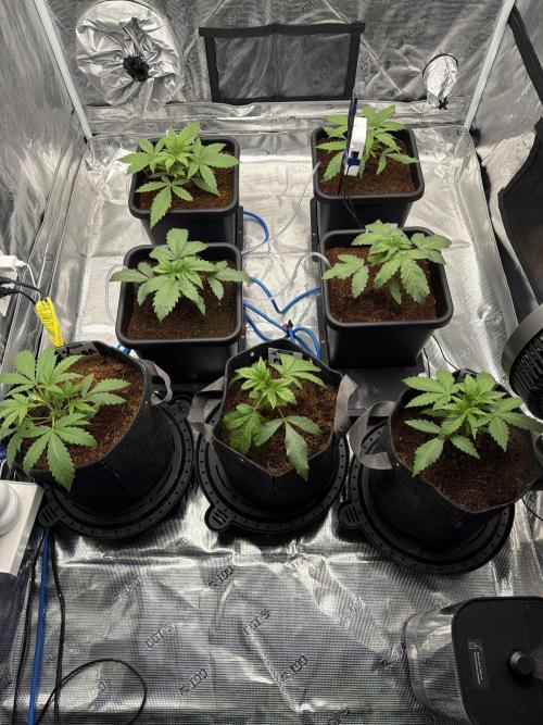Auto pot run #1. Week 3