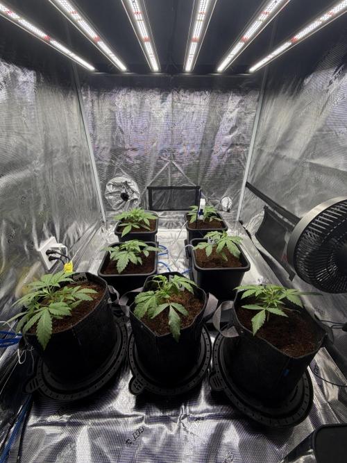 Auto pot run #1. Week 3
