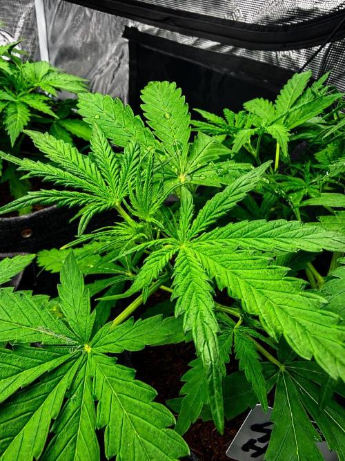 Auto pot run #1. Week 4