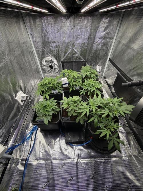 Auto pot run #1. Week 4